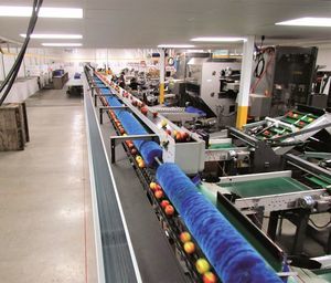 Sortieranlage für die Lebensmittelindustrie 1