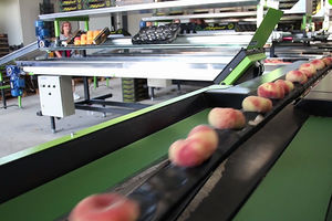 Sortiermaschine für die Lebensmittelindustrie