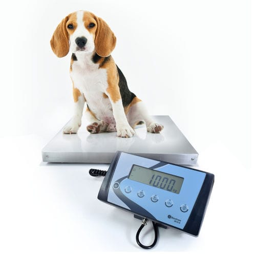 Plattformwaage - AIS / AIS-W - GIROPES - mit LCD-Display / mit separatem Anzeiger / IP54