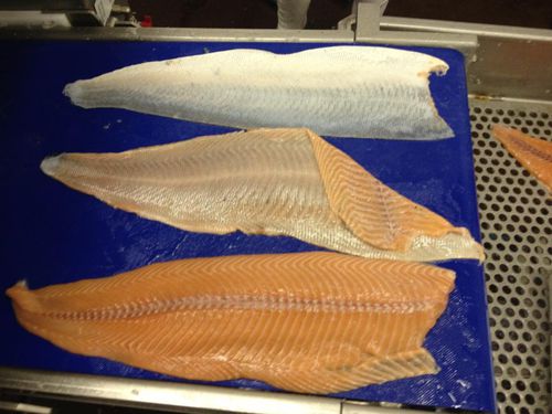 Automatische Fischenthäutungsmaschine - V3668 - Varlet Machines - für Lachs