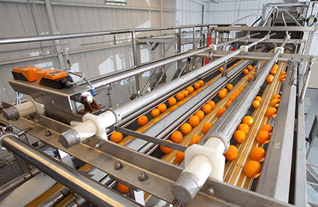 Kalibrieranlage für Obst und Gemüse - 5500 - Brown International Corporation LLC - Rollen