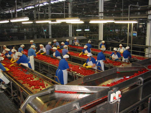Sortiertisch für Tomaten - Agromeccanica srl