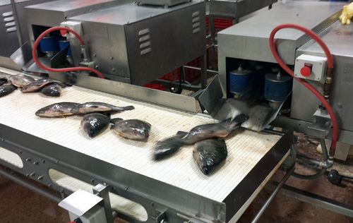 Fisch-Zerlegeanlage - DC-18 - Pisces Fish Machinery Inc.