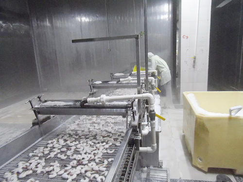 Wasserkühlsystem - ZD-XL 1500 - Shrimp Machine - Krabben / Edelstahl / mit Bandförderer