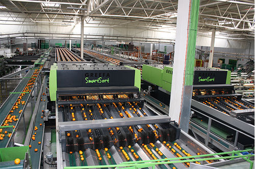Sortiermaschine für die Lebensmittelindustrie - SMARTSORT - Greefa - automatisch / für Obst / kontinuierlich