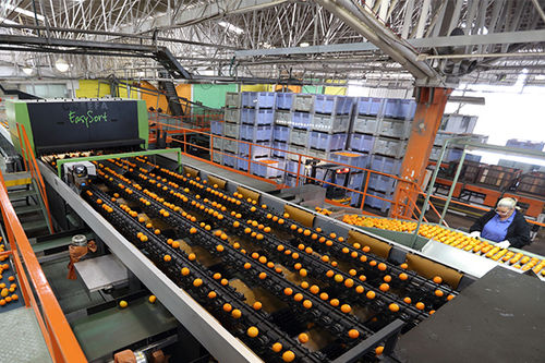 Sortiermaschine für die Lebensmittelindustrie - EASYSORT - Greefa - Laser / automatisch / für Abfall