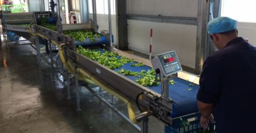 Wasser-Waschanlagen - Koppert Machines & Zonen B.V. - Trocken / automatisch / Prozess