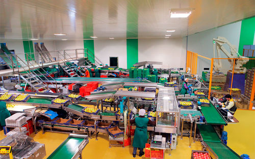 Verpackungsanlage für die Lebensmittelindustrie - CALIBRAFRUTA LDA - für Obst / Roboter