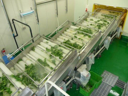 Lebensmittel-Waschanlage / Bürsten - MXJ-20 - SHAOXING WALLEY FOOD MACHINERY CO., LTD. - für Gemüse / für Obst / für Meeresfrüchte