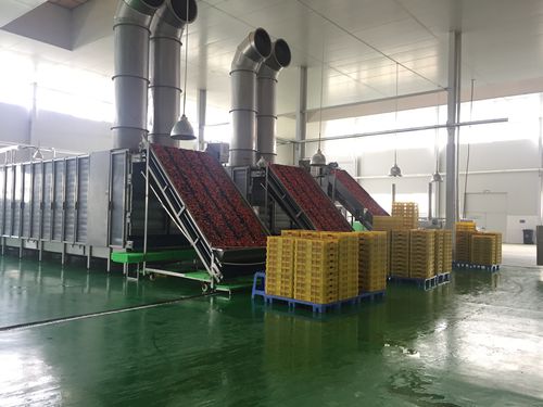 Heißlufttrockner - HGD series - SHAOXING WALLEY FOOD MACHINERY CO., LTD. - für Gemüse / für Obst / Karotten