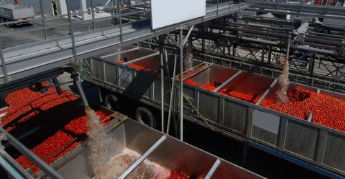 Gemüseverarbeitungslinie für Tomaten - FBR-ELPO