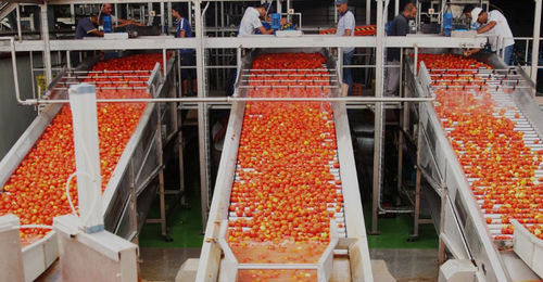 Sortieranlage für die Lebensmittelindustrie - FBR-ELPO - optisch / automatisch / für Tomaten