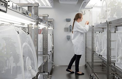 Wachstumskammer für Pflanzen - Fitotron® SGR - Weiss Technik - für Insekten / mit großen Abmessungen