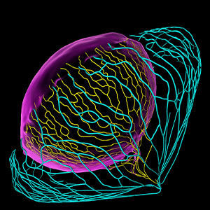 Analysesoftware - Imaris 10.2 - Andor Technology - Datenerfassung / digitales Imaging / machine learning