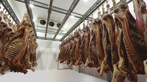 Schlachtlinie für Schafe - CANTEK Cold Storage - Meat Processing - für Ziegen