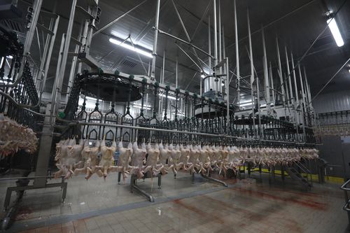Schlachtlinie für Hühner - CANTEK Cold Storage - Meat Processing - mobil