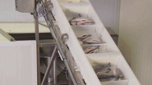 Verarbeitungslinie für Fisch - CANTEK Cold Storage - Meat Processing