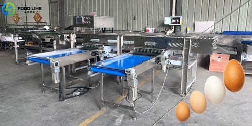 Kalibrieranlage für Lebensmittel - FL-3 - Henan Hongtu Machinery Manufacturing Co., Ltd. - für Eier / für Geflügel / mit Wiegesystem