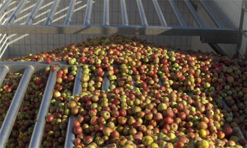 Produktionaanlage für Obstsaft / zum Sortieren - Bucher Unipektin AG - Lager