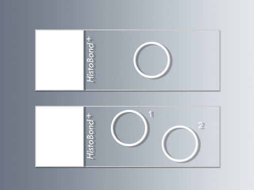 Objektträger für Mikroskope - 76 x 26 x 1 mm | HistoBond®+ - Paul Marienfeld GmbH & Co. KG
