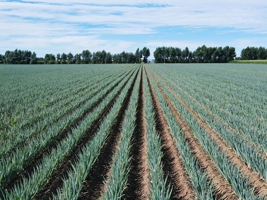 Feld mit grünen Zwiebeln in Tongliao, China