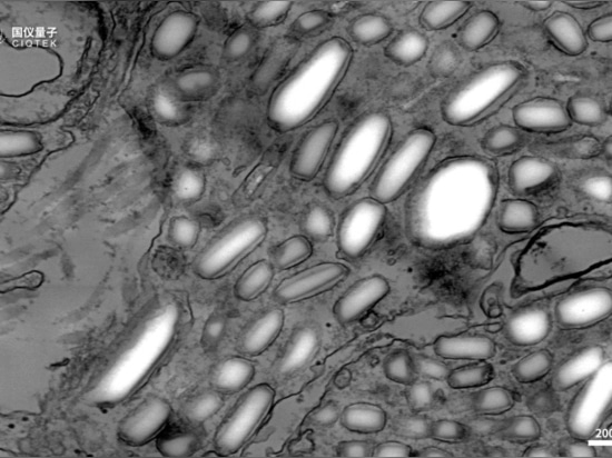 Die Wissenschaft hinter dem Farbwechsel bei Eidechsen: Einblicke mit dem CIQTEK-Feldemissions-Rasterelektronenmikroskop