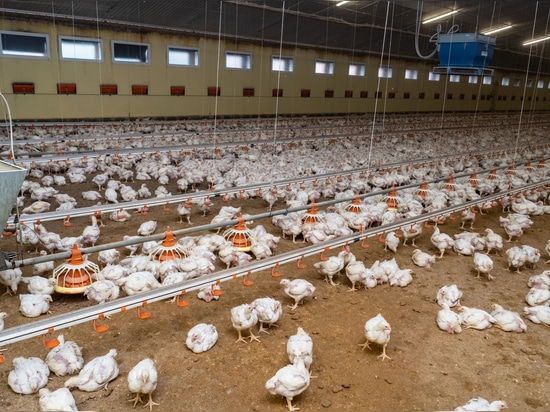 Broiler Geflügel