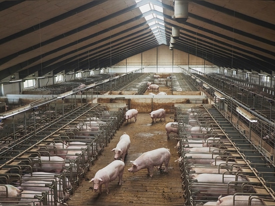 Schweine mästen