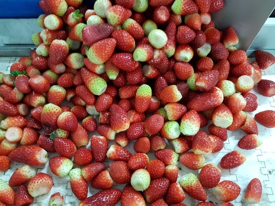 Die gefrorenen und gefriergetrockneten Erdbeeren